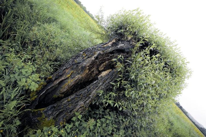 old pollarded willow on the Somerset Levels